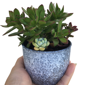 Gift For Succulent Lover | Affordable Gift